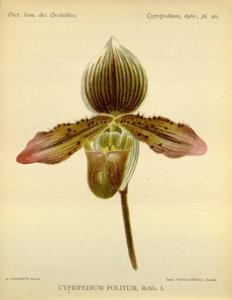 Paphiopedilum Calophyllum