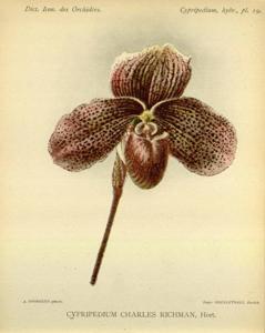 Paphiopedilum Charles Richman