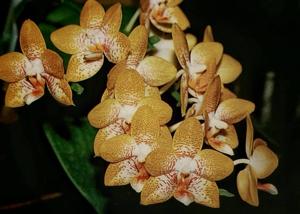 Phalaenopsis Seletar Gold