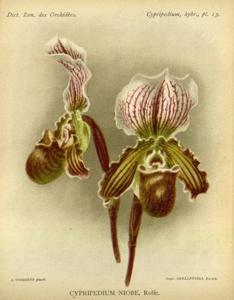 Paphiopedilum Niobe