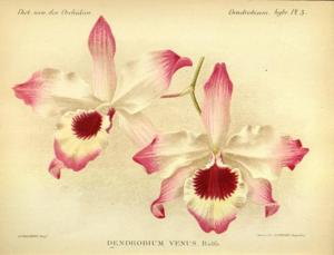 Dendrobium venus