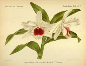 Dendrobium Ainsworthii