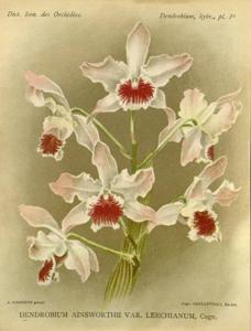 Dendrobium Ainsworthii