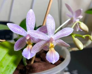 Phalaenopsis Mannosa-lindenii