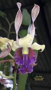 Dendrobium Dyah Katarina