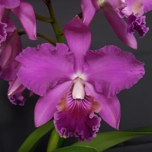 Cattleya Purple Queen