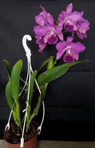 Cattleya Purple Queen