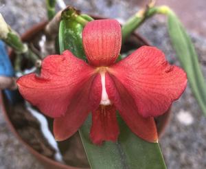 Cattleya Pearlouis