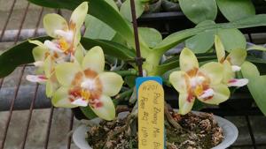 Phalaenopsis Zheng Min Diamondback