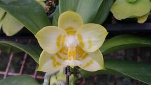 Phalaenopsis Zheng Min Diamondback