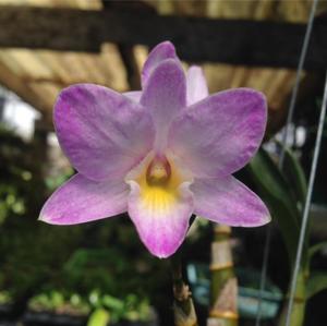 Dendrobium Priyakorn Orchid Pink