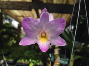 Dendrobium Priyakorn Orchid Pink