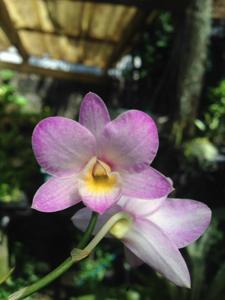 Dendrobium Priyakorn Orchid Pink