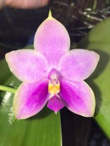 Phalaenopsis Penang Ruby