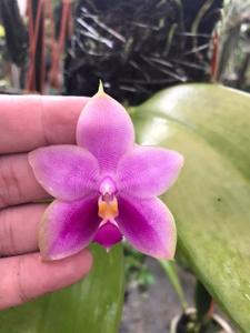 Phalaenopsis Penang Ruby