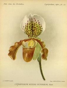 Paphiopedilum nitens