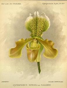 Paphiopedilum nitens