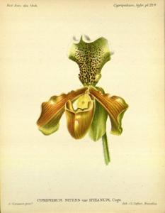 Paphiopedilum nitens