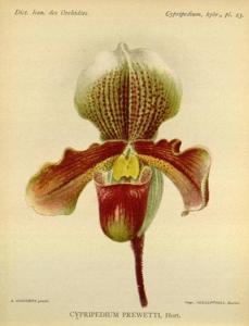 Paphiopedilum Luridum