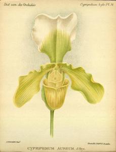 Paphiopedilum Aureum