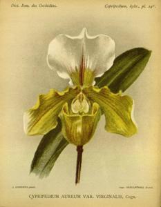 Paphiopedilum Aureum