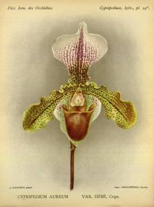 Paphiopedilum Aureum