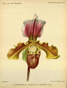 Paphiopedilum Aureum