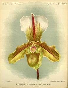 Paphiopedilum Aureum