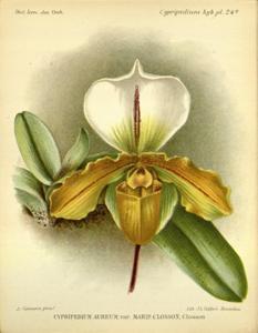 Paphiopedilum Aureum