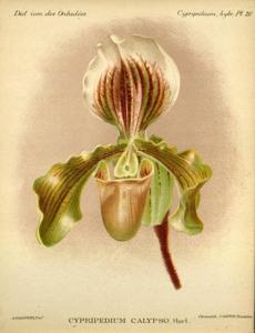 Paphiopedilum Calypso