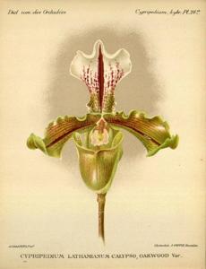 Paphiopedilum Calypso