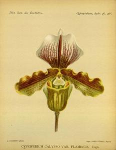 Paphiopedilum Calypso