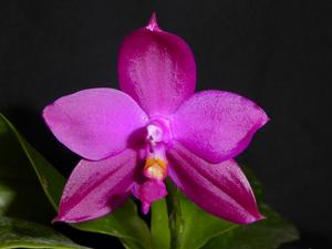 Phalaenopsis Shingher Pure Love