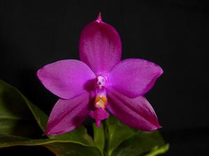 Phalaenopsis Shingher Pure Love