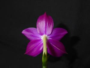 Phalaenopsis Shingher Pure Love