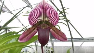 Paphiopedilum Yung Jia Rose