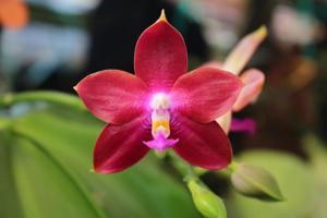 Phalaenopsis Tying Shin Fly Eagle