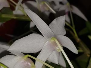 Dendrobium Cassiope