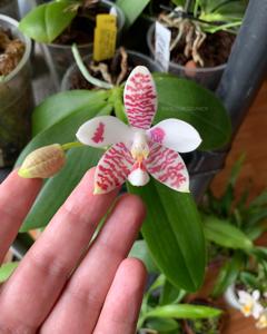 Phalaenopsis Helga Lukassen