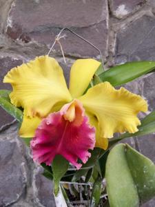 Rhyncholaeliocattleya Shinfong Castle