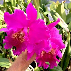 Rhyncholaeliocattleya Norman's Bay