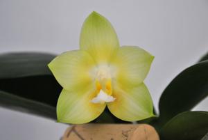 Phalaenopsis Yungho Gelb Canary