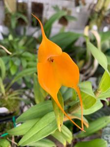 Masdevallia Citrus Frost