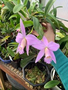 Cattleya Petitfleur