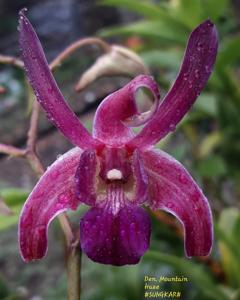 Dendrobium Mountain Haze