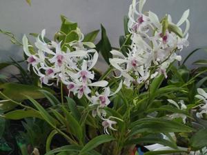 Dendrobium Siew May