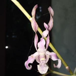 Dendrobium verninha