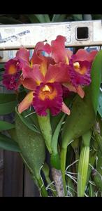 Rhyncholaeliocattleya Susan Fender