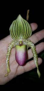 Paphiopedilum Prime Child