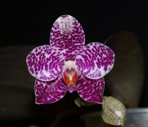 Phalaenopsis Sogo Spot